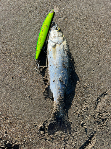 セイゴ（マルスズキ）の釣果