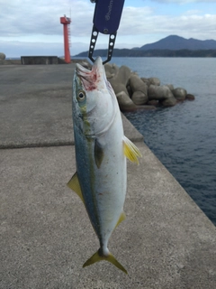 ツバスの釣果