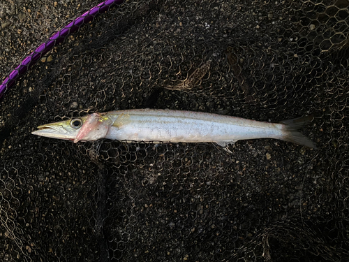 カマスの釣果