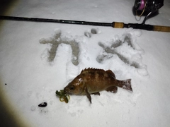 エゾメバルの釣果