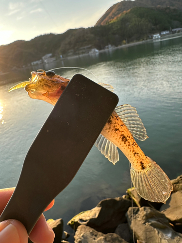 マハゼの釣果