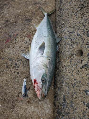 ヤズの釣果