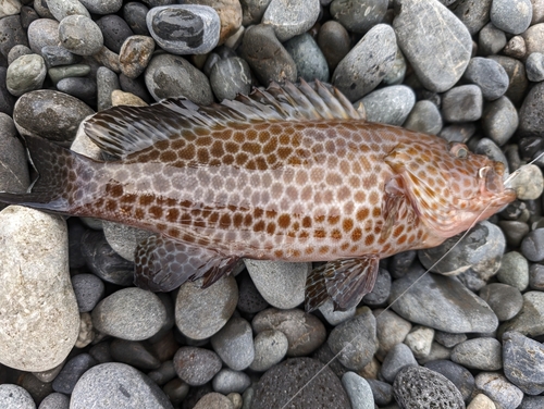 オオモンハタの釣果