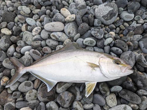 カンパチの釣果