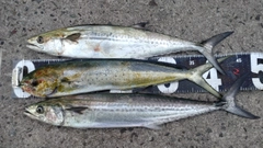 サゴシの釣果