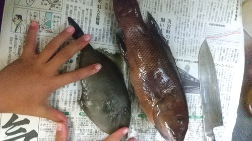 ウマヅラハギの釣果