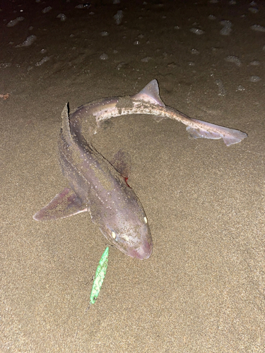 サメの釣果