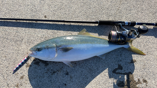 イナダの釣果