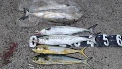 サゴシの釣果
