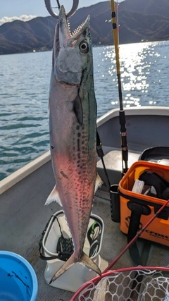 サゴシの釣果