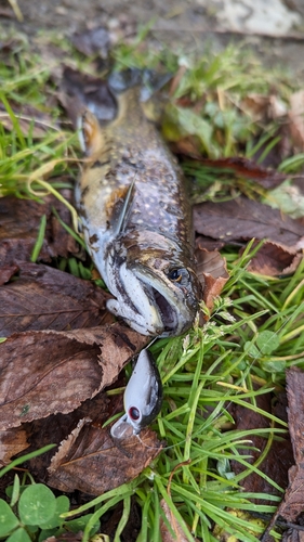 ニジマスの釣果