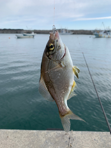 ウミタナゴの釣果