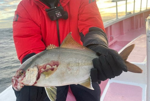 ショゴの釣果