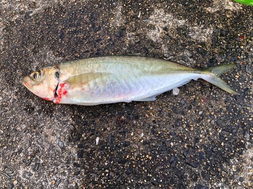 マルアジの釣果