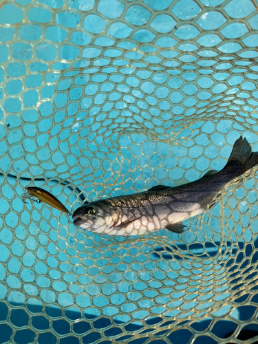 レインボートラウトの釣果