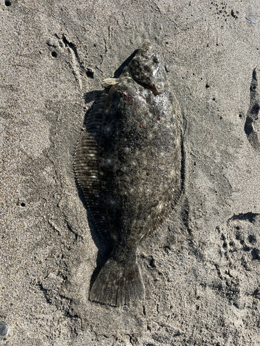 ヒラメの釣果