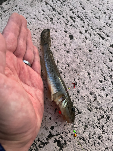 マハゼの釣果