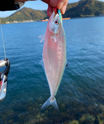 イケカツオの釣果