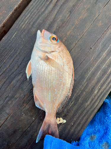 タイの釣果