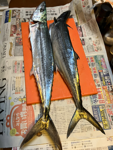 サゴシの釣果