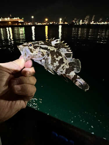 タケノコメバルの釣果