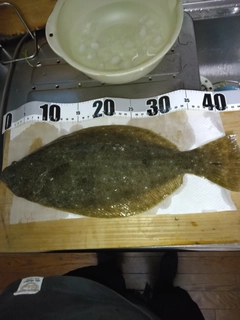 ヒラメの釣果