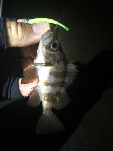 メバルの釣果