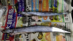 タチウオの釣果