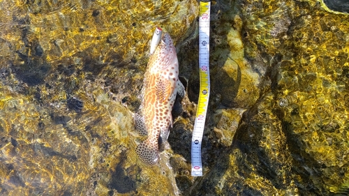 カンモンハタの釣果