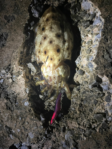 コウイカの釣果