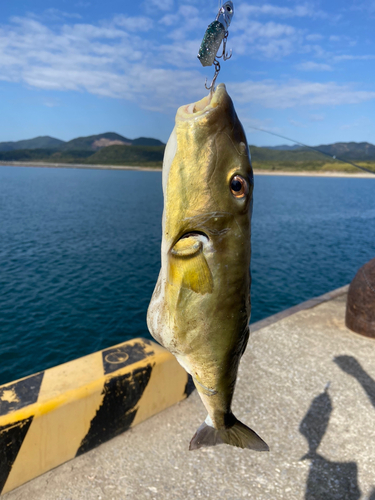 シロサバフグの釣果