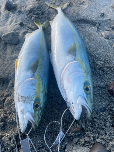 イナダの釣果