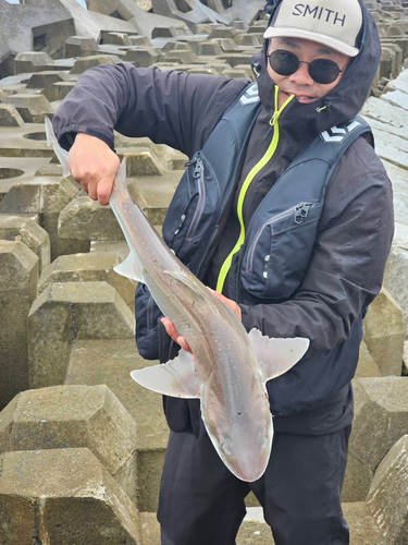 サメの釣果