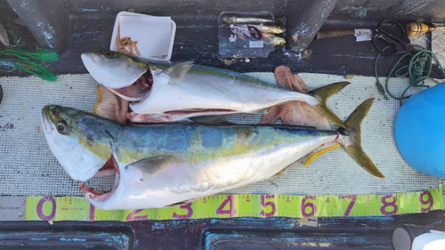 ブリの釣果