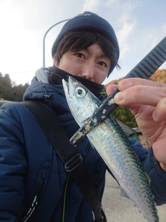 サバの釣果