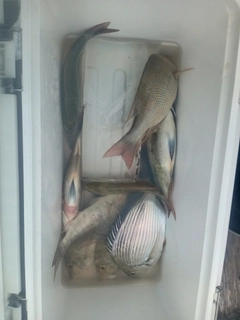 ハマフエフキの釣果
