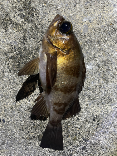 メバルの釣果