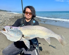 オオニベの釣果