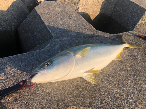 ハマチの釣果