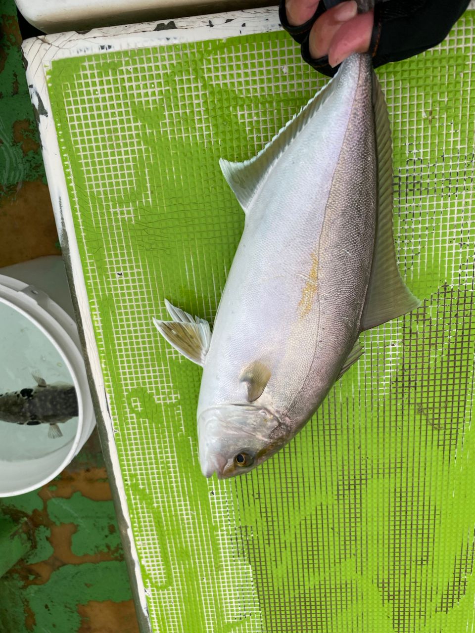 P-まっつさんの釣果 2枚目の画像