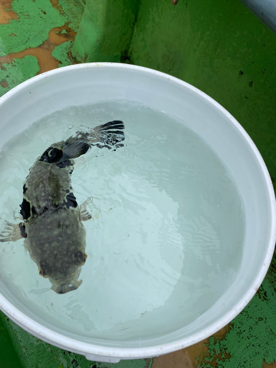 P-まっつさんの釣果 3枚目の画像