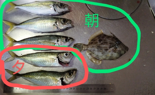 アジの釣果