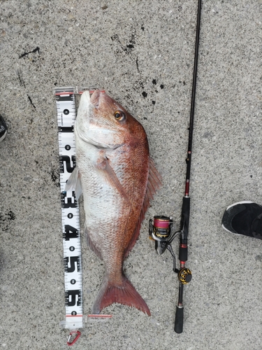 マダイの釣果