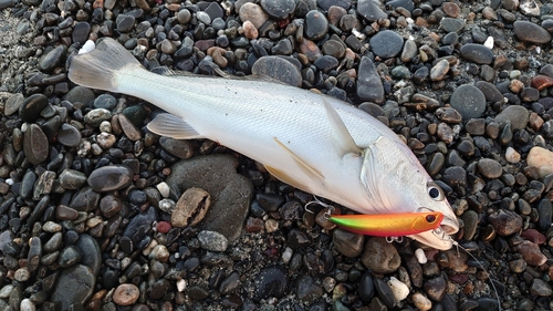 ニベの釣果