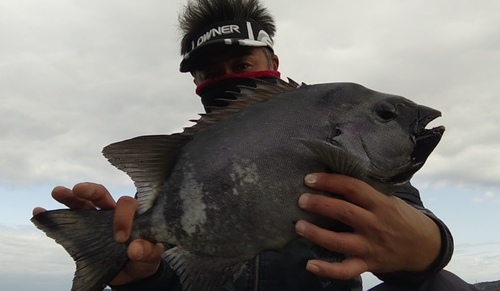 イシダイの釣果