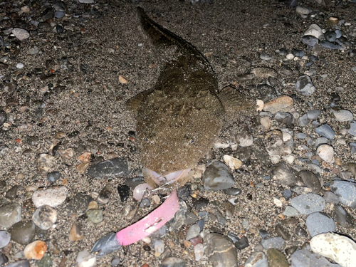 マゴチの釣果