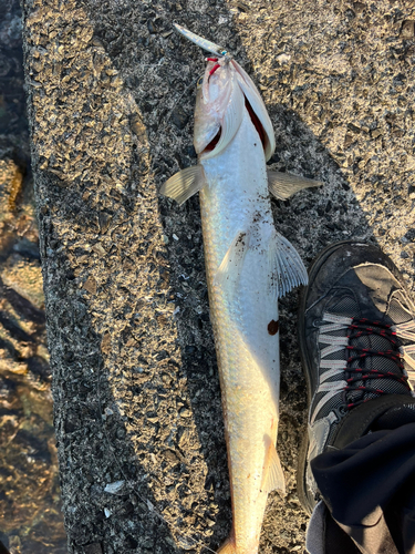 エソの釣果