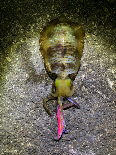 アオリイカの釣果