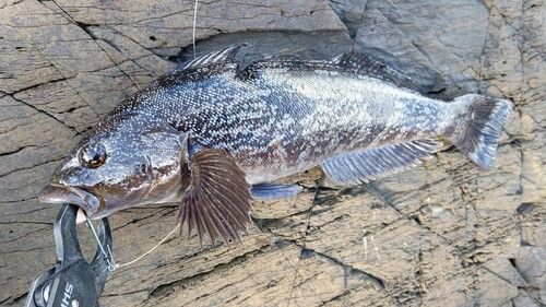 アイナメの釣果