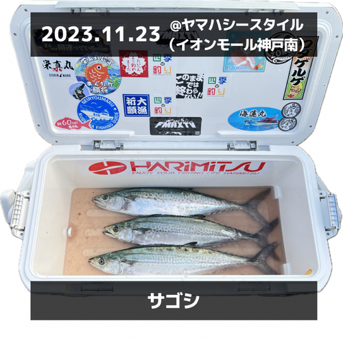 サゴシの釣果